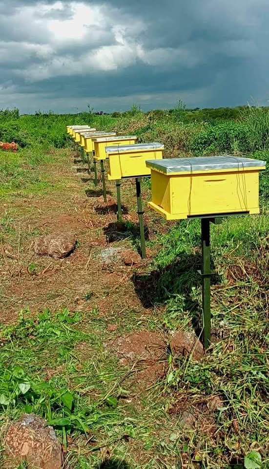 Apiary Setup & Management