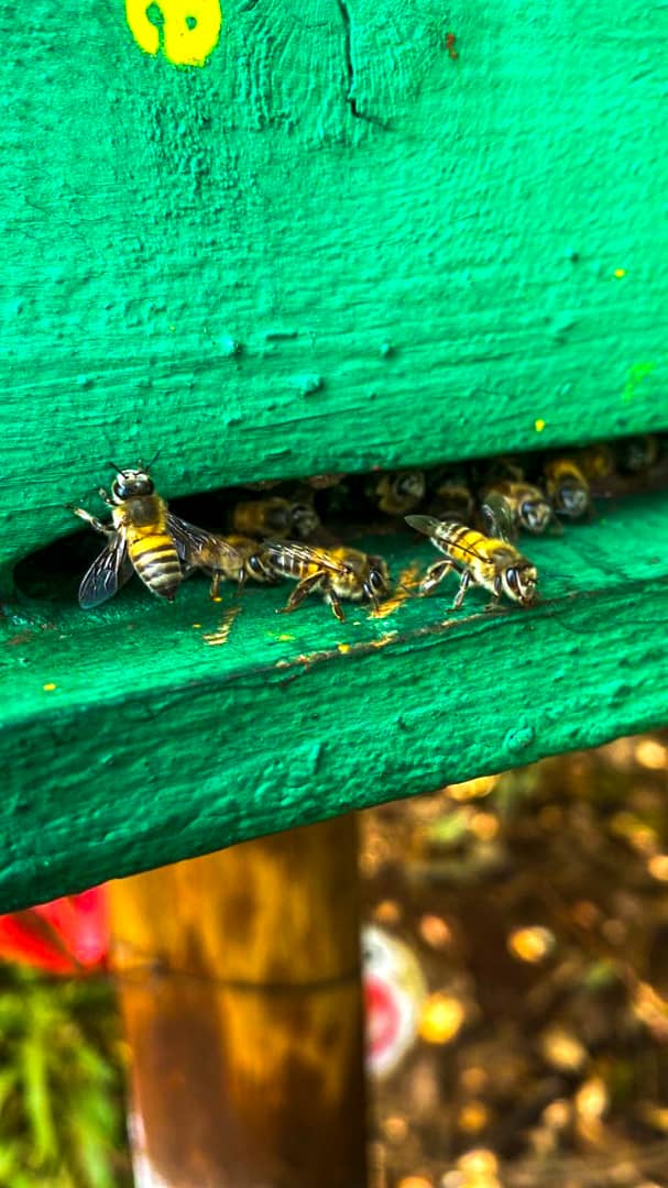 Gallery scene showing Serengeti Bee City field activity.