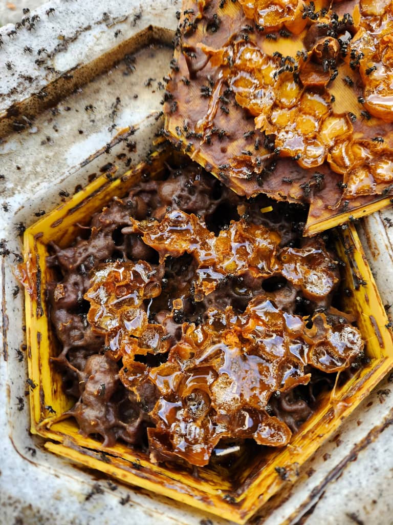 Stingless Bee & Product Innovation