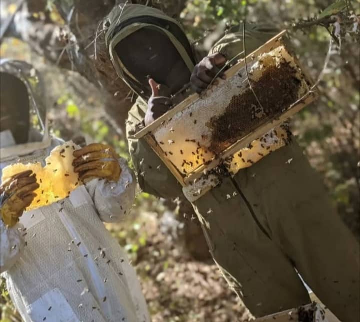 Honey harvesting activity in a working apiary.